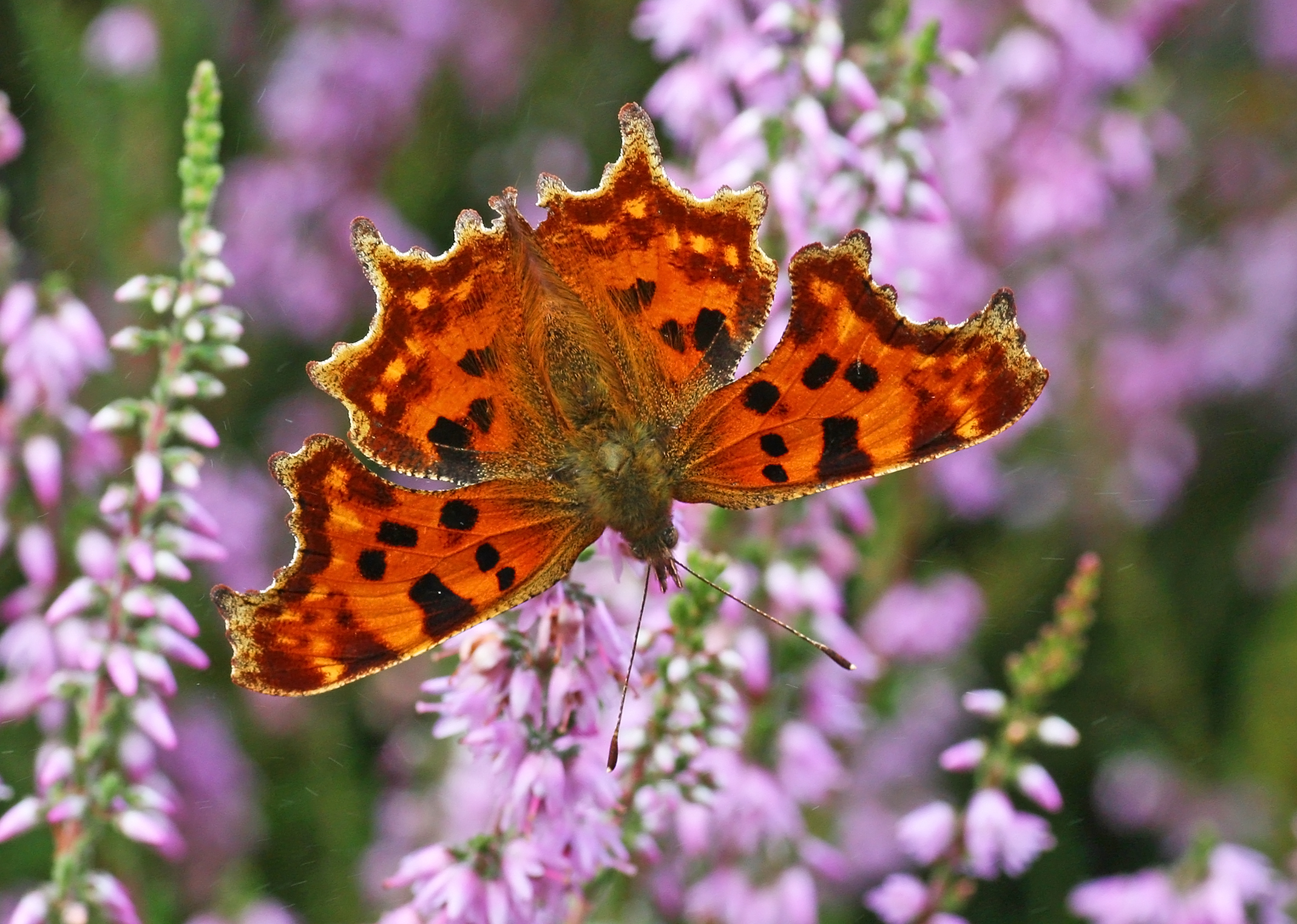Image: The comma butterfly is a rapidly expanding species which occurs across England and Wales and can now be found in southern Scotland. Credit: Matt Berry/Butterfly Conservation